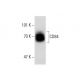 CD84 Antibody (2Q1463) - Western Blotting - Image 138620 