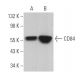 CD84 Antibody (2Q1463) - Western Blotting - Image 364409