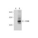 CD88 Antibody (3H1740) - Western Blotting - Image 72383 