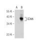 CD88 Antibody (3H1740) - Western Blotting - Image 114011 