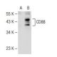 CD88 Antibody (3H1740) - Western Blotting - Image 114013
