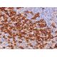 immunohistochemistry image from recommended CD88 (B-6) monoclonal antibody replacement. Image 374090