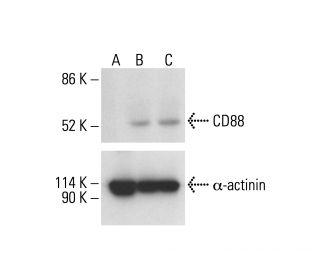 CD88 Antibody (S5/1) | SCBT - Santa Cruz Biotechnology