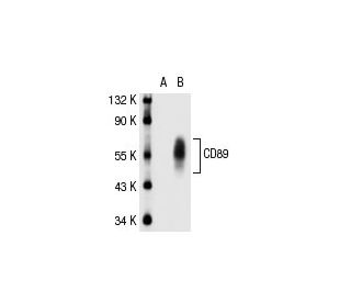 CD89 Antibody (MIP7c) - Western Blotting - Image 31050The Double Nickase Plasmid features a U6 promoter for sgRNA expression, a 20 nt targeting sequence, and a gRNA scaffold to guide Cas9n. It includes a CBh promoter for Cas9n (D10A) and puromycin resistance, GFP for transfection verification, and nuclear localization signals (NLS). The 2A peptide allows co-expression of Cas9n and Puro from a single promoter, enabling precise genome editing with reduced off-target effects.