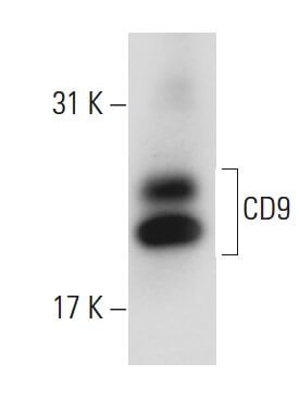 CD9 Antibody (ALB 6) | SCBT - Santa Cruz Biotechnology