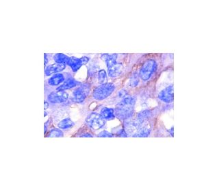 CD9 Antibody (C-4) | SCBT - Santa Cruz Biotechnology