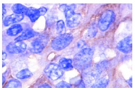 CD9 Antibody (C-4) | SCBT - Santa Cruz Biotechnology