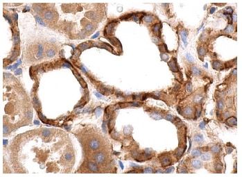 CD9 Antibody (C-4) | SCBT - Santa Cruz Biotechnology