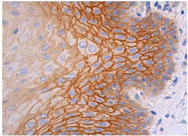 CD9 Antibody (C-4) | SCBT - Santa Cruz Biotechnology