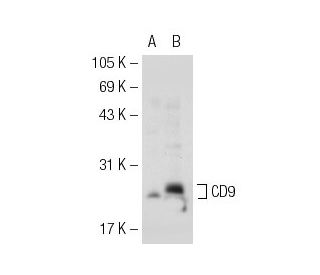 CD9 Antibody (C-4) | SCBT - Santa Cruz Biotechnology