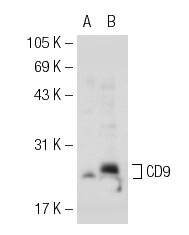 【日本製】 - SCBT | (C-4) Antibody CD9 Santa Biotechnology Cruz 邦楽