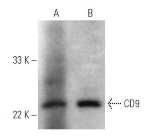 CD9 Antibody (C-4) | SCBT - Santa Cruz Biotechnology