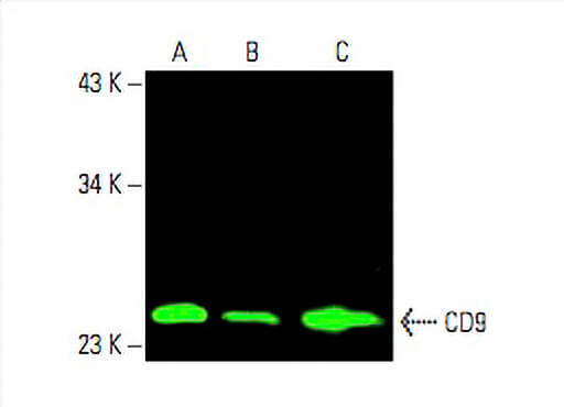 CD9 Antibody (C-4) | SCBT - Santa Cruz Biotechnology