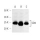 western blotting image from recommended CD9 (C-4) monoclonal antibody replacement. Image 4730