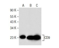 cd9-antibody-kmc8-8-western-