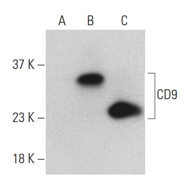CD9 Antibody (KMC8.8) | SCBT - Santa Cruz Biotechnology