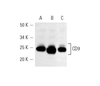 CD9 Antibody (C-4) - Western Blotting - Image 4730 