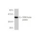 CD92 Antibody (1C4) - Western Blotting - Image 349544