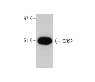 CD92 Antibody (1C4) - Western Blotting - Image 384462 