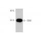 CD92 Antibody (1C4) - Western Blotting - Image 384462 