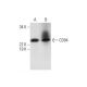 CD94 Antibody (H-3) - Western Blotting - Image 290889