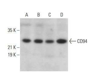 CD94 Antibody (H-3) - Western Blotting - Image 380827 