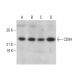 CD94 Antibody (H-3) - Western Blotting - Image 380827 