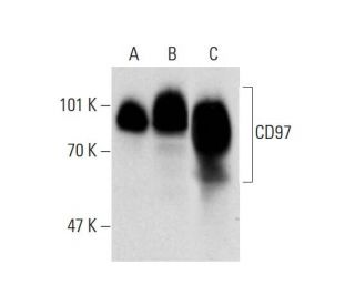 CD97 Antibody (G-8) - Western Blotting - Image 138974 