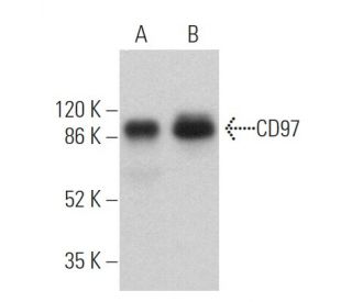 CD97 Antibody (G-8) - Western Blotting - Image 362541