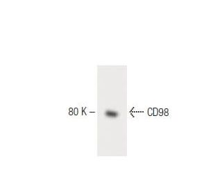 CD98 Antibody (30) - Western Blotting - Image 60510 