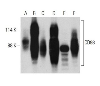 western blotting image from recommended CD98 (E-5) monoclonal antibody replacement. Image 385732