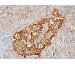 CD98 Antibody (F-2) | SCBT - Santa Cruz Biotechnology