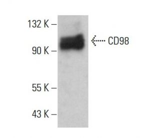 CD98抗体 (F-2) | SCBT - Santa Cruz Biotechnology