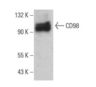 CD98抗体 (F-2) | SCBT - Santa Cruz Biotechnology