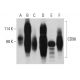 western blotting image from recommended CD98 (E-5) monoclonal antibody replacement. Image 385732