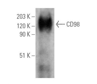 western blotting image from recommended CD98 (H202-141) monoclonal antibody replacement. Image 6214