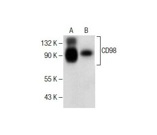 CD98 Antibody (F-2) - Western Blotting - Image 286769 