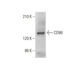 CD98 Antibody (F-2) - Western Blotting - Image 353226The Double Nickase Plasmid features a U6 promoter for sgRNA expression, a 20 nt targeting sequence, and a gRNA scaffold to guide Cas9n. It includes a CBh promoter for Cas9n (D10A) and puromycin resistance, GFP for transfection verification, and nuclear localization signals (NLS). The 2A peptide allows co-expression of Cas9n and Puro from a single promoter, enabling precise genome editing with reduced off-target effects. 