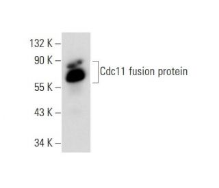 western blotting image from recommended Cdc11 (C-9) monoclonal antibody replacement. Image 70429