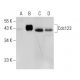 Cdc123 Antibody (A-2) - Western Blotting - Image 291872