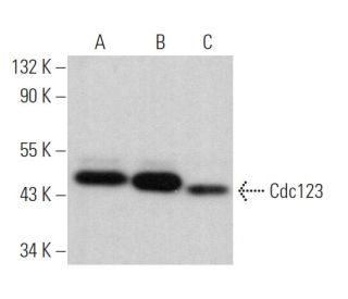 Cdc123 Antibody (A-2) - Western Blotting - Image 371855 