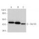 Cdc123 Antibody (A-2) - Western Blotting - Image 371855 