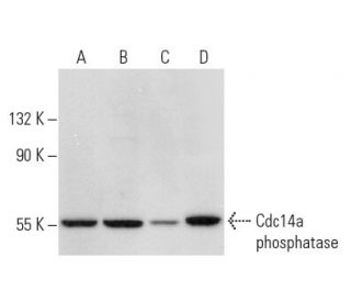 Cdc14a phosphatase Antibody (DCS-291) - Western Blotting - Image 323531 
