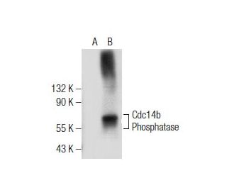 Cdc14b Phosphatase Antibody (B-2) - Western Blotting - Image 155631