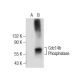 Cdc14b Phosphatase Antibody (B-2) - Western Blotting - Image 155631