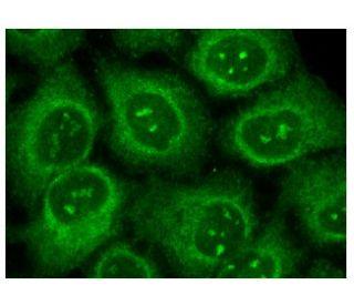 Cdc14b Phosphatase Antibody (G-8) - Immunofluorescence - Image 150813 