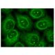 Cdc14b Phosphatase Antibody (G-8) - Immunofluorescence - Image 150813 