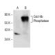 Cdc14b Phosphatase Antibody (G-8) - Western Blotting - Image 151575