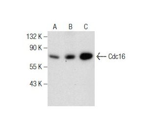 Cdc16 Antibody (D-1) - Western Blotting - Image 160736 