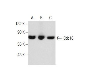 Cdc16 Antibody (E-4): sc-365636